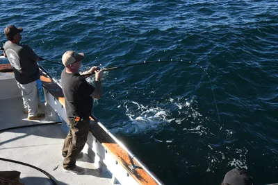 DSC_6667 (Large).JPG